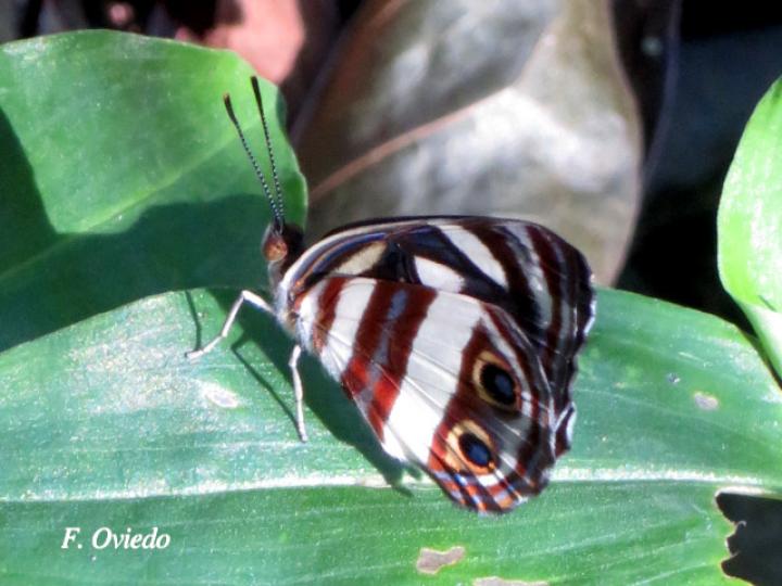Dynamine postverta mexicana (Marinera mexicana)
