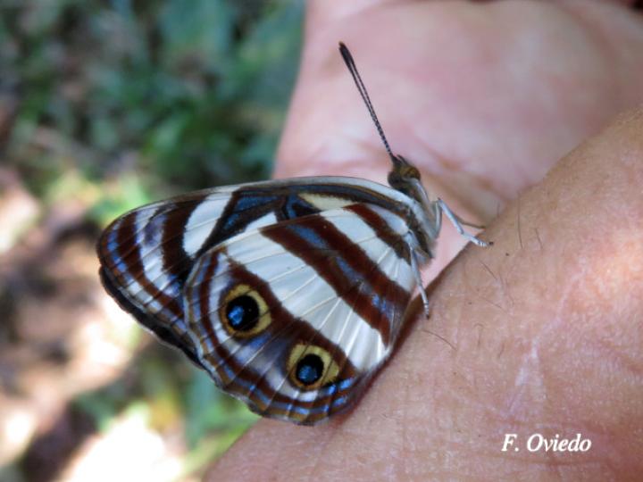 Dynamine postverta mexicana (Marinera mexicana)