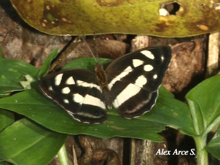 Dynamine postverta mexicana (Marinera mexicana)