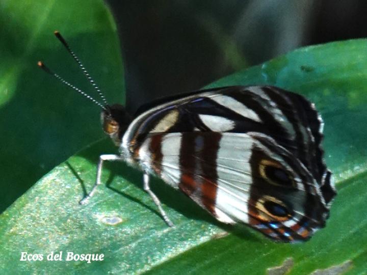 Dynamine postverta mexicana (Marinera mexicana)