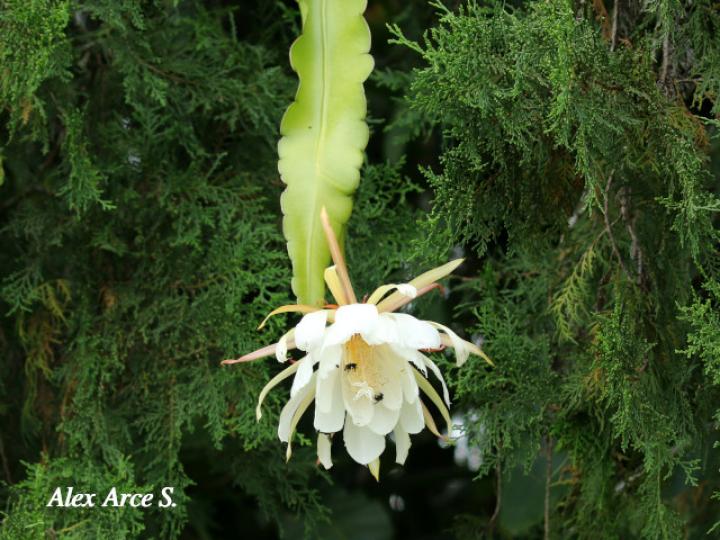 Epiphyllum thomasianum 