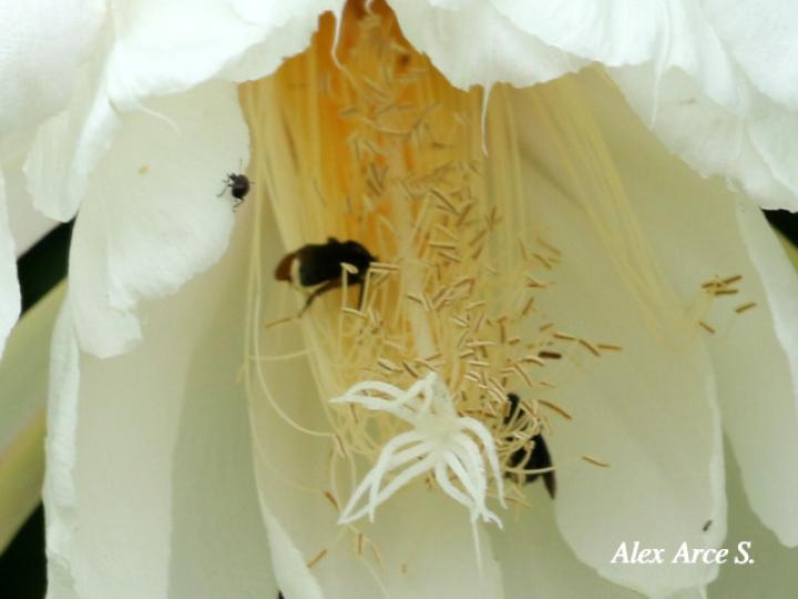 Epiphyllum thomasianum