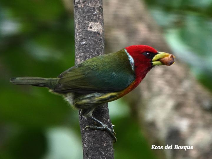 Eubucco bourcierii (Ruano)