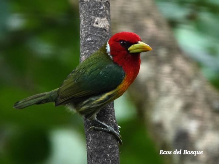 Eubucco bourcierii (Ruano)