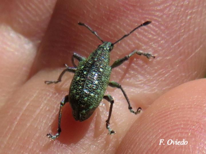 Exophthalmus jekelianus
