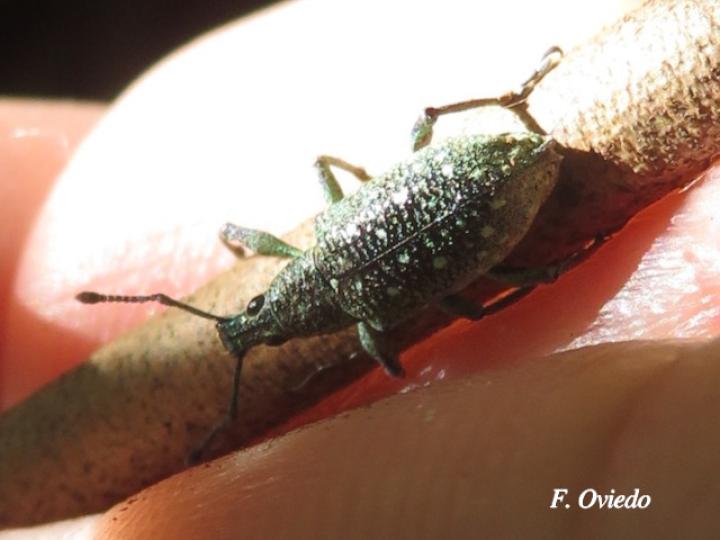 Exophthalmus jekelianus