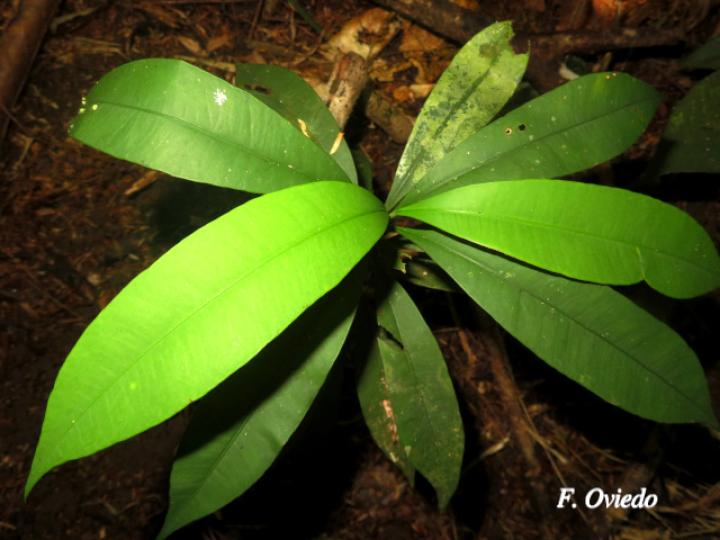 Garcinia intermedia (Jorco)