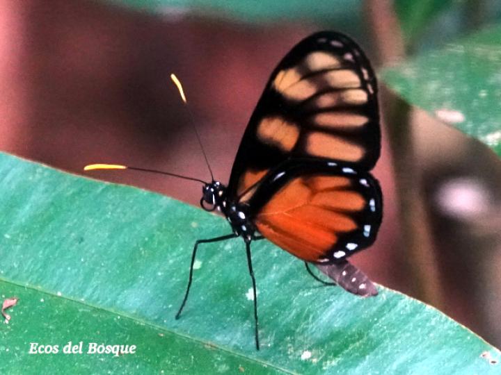 Godyris zavaleta (Mariposa de Cristal)
