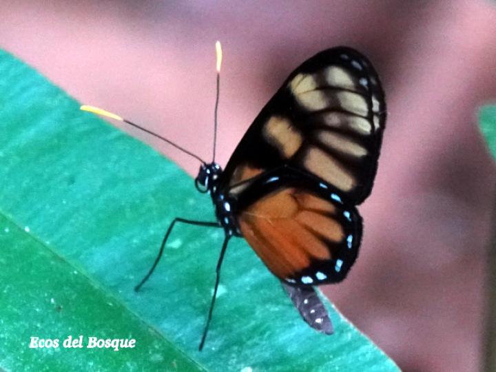 Godyris zavaleta (Mariposa de Cristal)