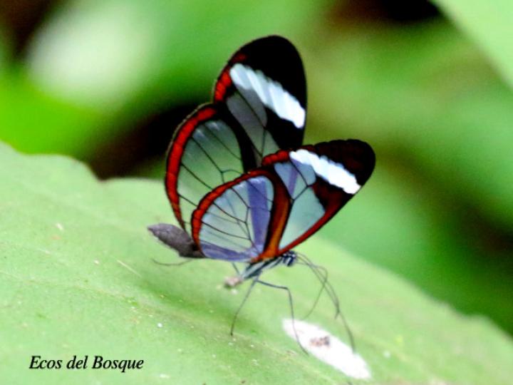 Greta morgane oto (Alas de cristal oxidada)