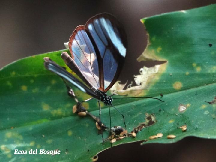 Greta morgane oto (Alas de cristal oxidada)