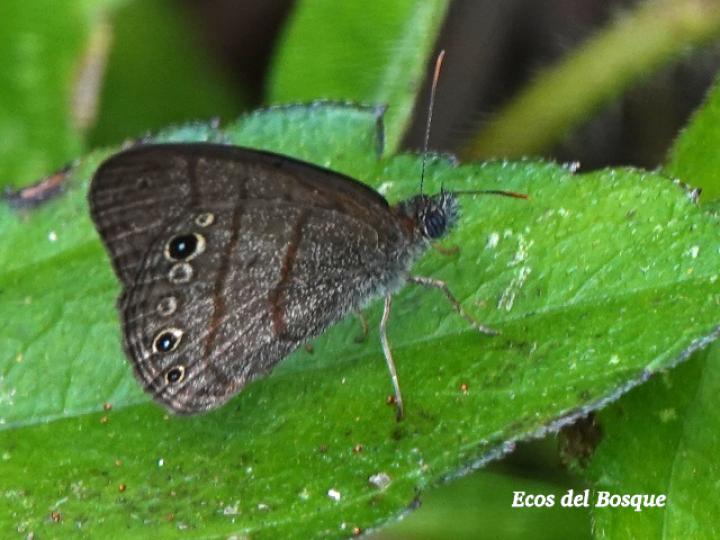 Hermeuptychia hermes (Sátira de Hermes)