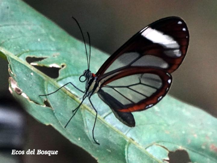 Ithomia patilla (Mariposa vitral)