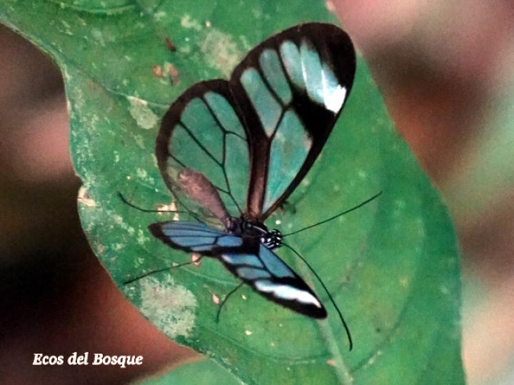 Ithomia patilla (Mariposa vitral)