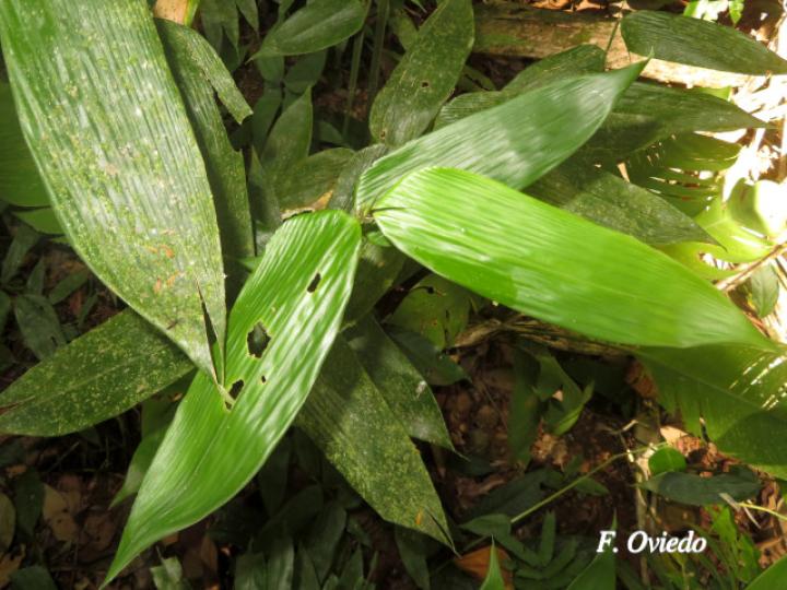 Lithachne pauciflora (Diente de perro)