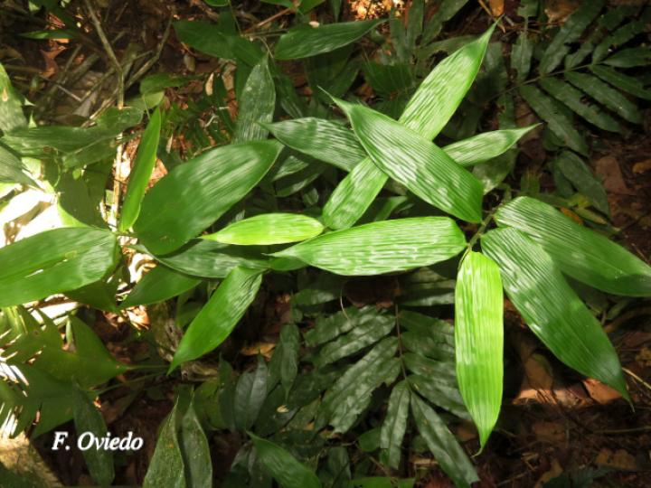 Lithachne pauciflora (Diente de perro)