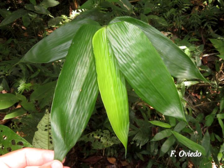 Lithachne pauciflora (Diente de perro)