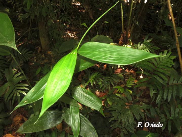 Lithachne pauciflora (Diente de perro)