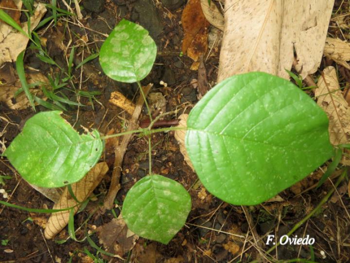 Lonchocarpus ferrugineus (Comenegro, Pava)
