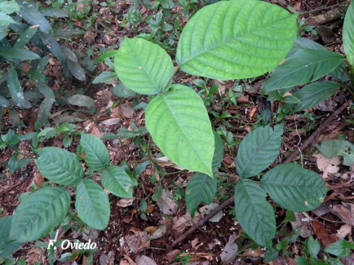 Lonchocarpus ferrugineus (Comenegro, Pava)