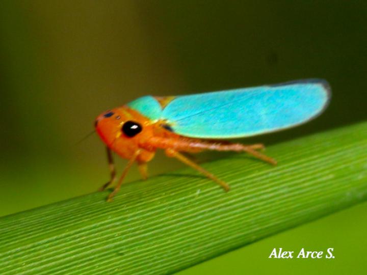Macunolla ventralis