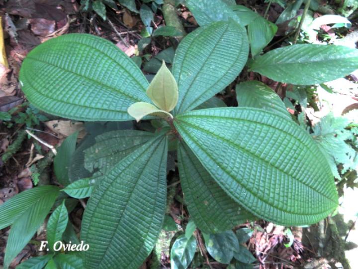 Miconia solearis