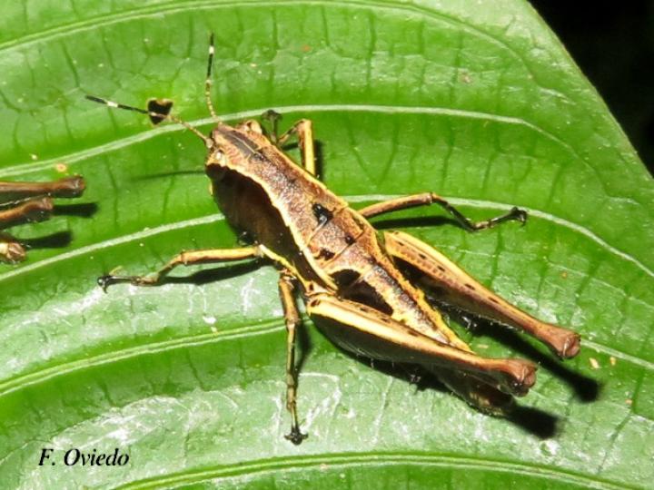 Microtylopteryx hebardi