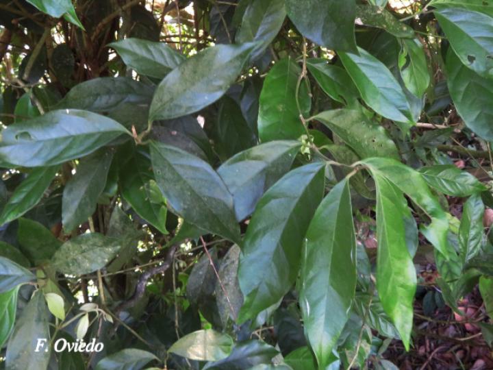Mollinedia costaricensis (Limoncillo)