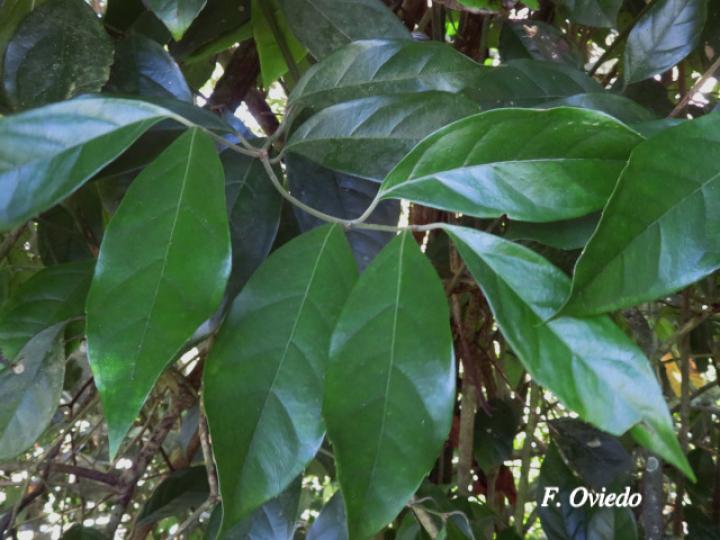 Mollinedia costaricensis (Limoncillo)