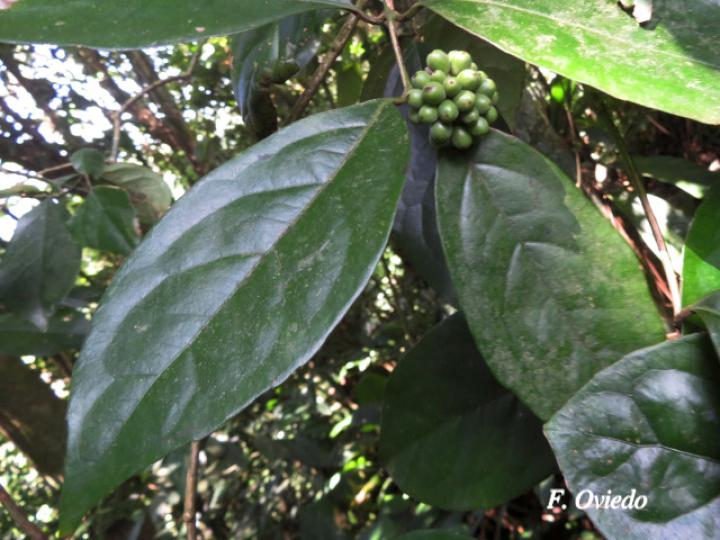 Mollinedia costaricensis (Limoncillo)