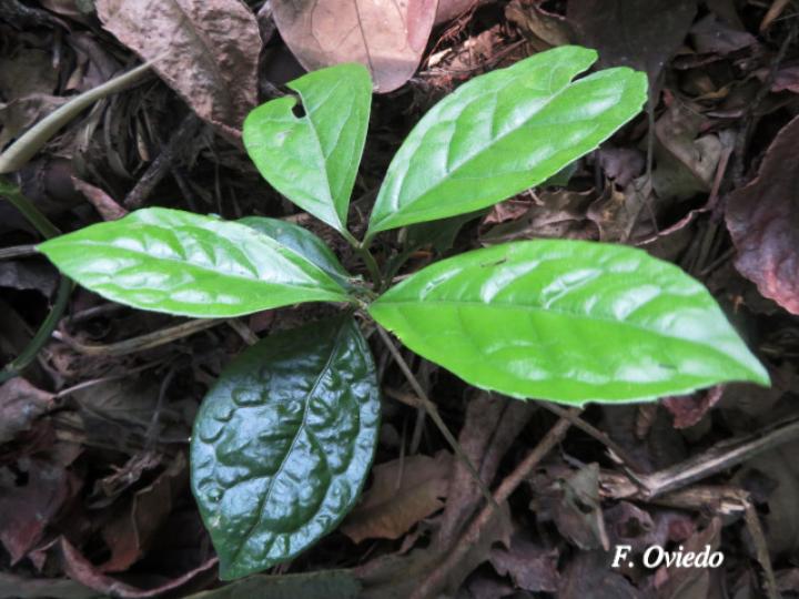 Mollinedia costaricensis (Limoncillo)