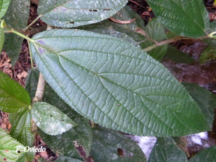 Myriocarpa longipes (Lija, guarumo macho)