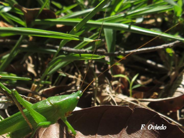 Neoconocephalus triops