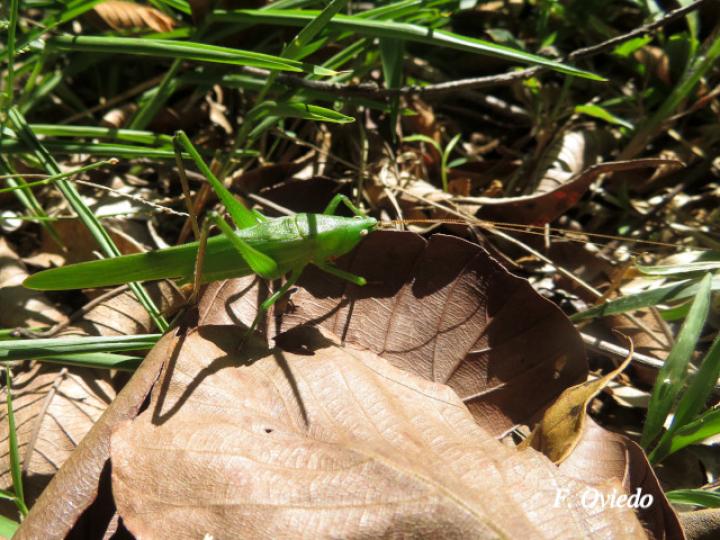 Neoconocephalus triops