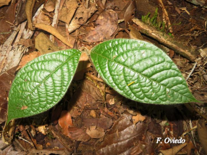Ocotea sinuata (Quizarrá caca, Quizarrá tora)