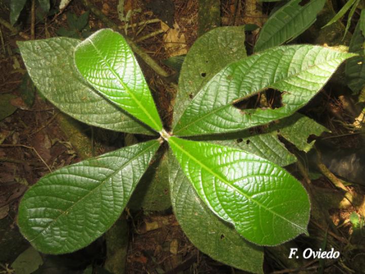 Ocotea sinuata (Quizarrá caca, Quizarrá tora)