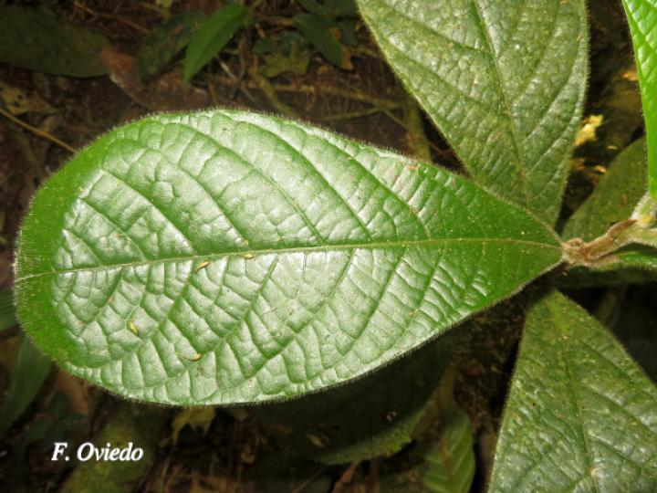 Ocotea sinuata (Quizarrá caca, Quizarrá tora)