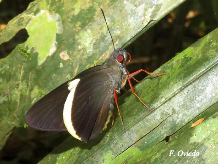 Orses cynisca