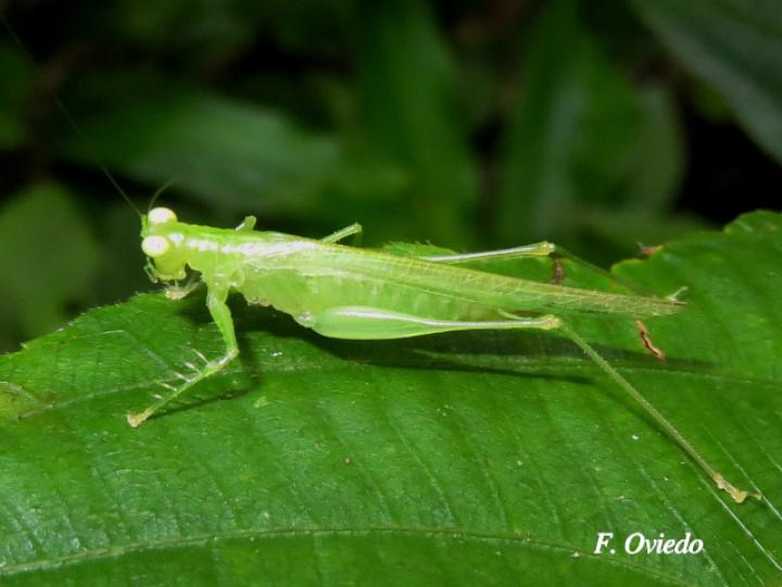 Phlugis sp Individuo3