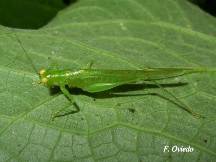 Phlugis sp Individuo3