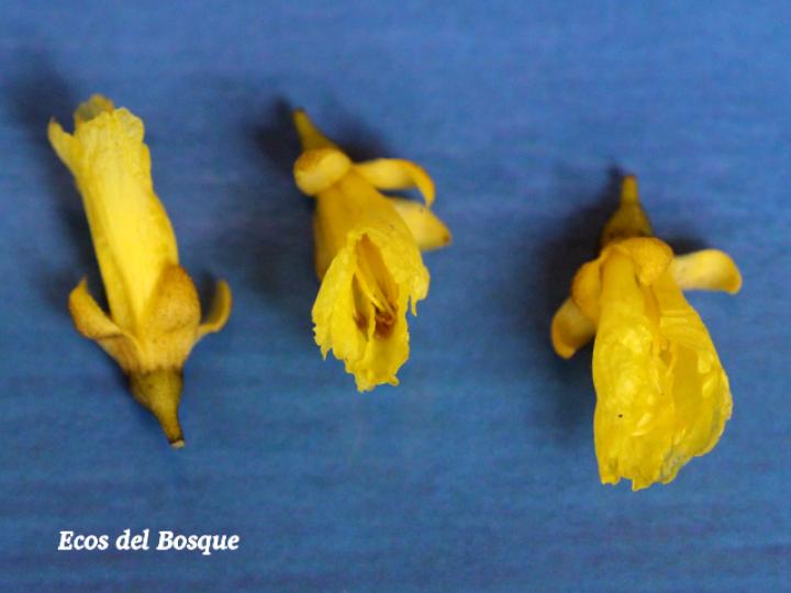 Phyllanthus skutchii