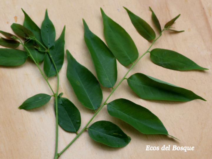 Phyllanthus skutchii