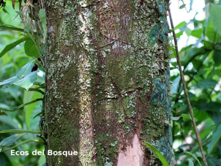 Phyllanthus skutchii