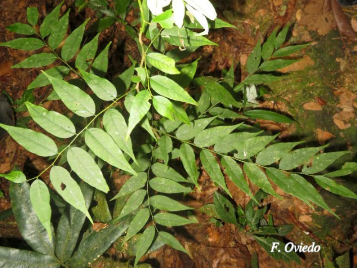 Phyllanthus skutchii