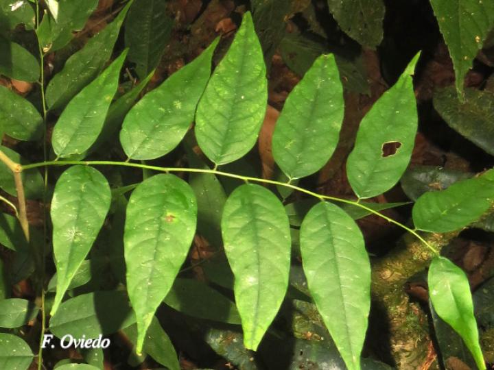 Phyllanthus skutchii