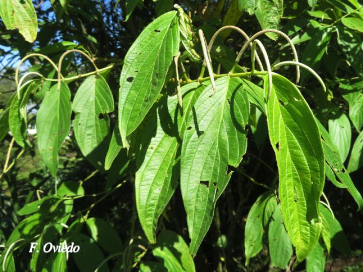Piper aduncum (Cordoncillo)