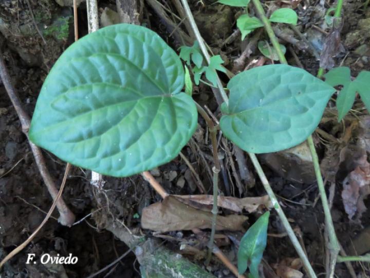 Piper aduncum (Cordoncillo)