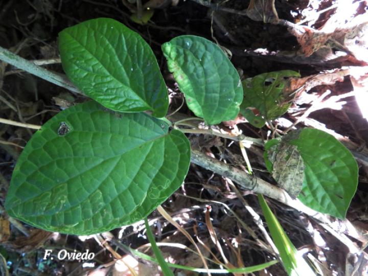 Piper aduncum (Cordoncillo)