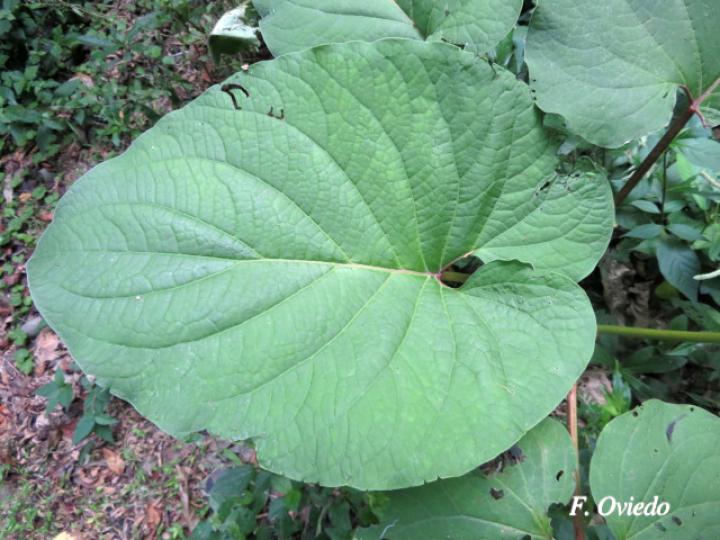 Piper auritum (Anisillo, Estrellón)