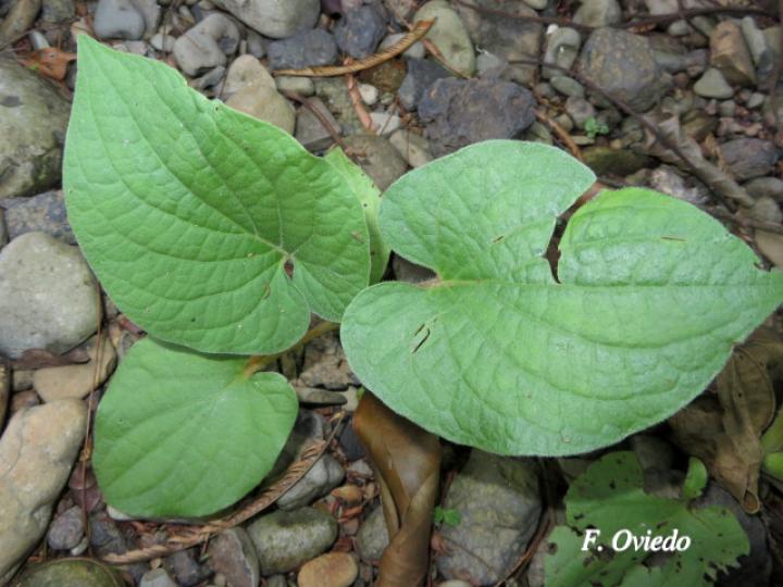 Piper auritum (Anisillo, Estrellón)